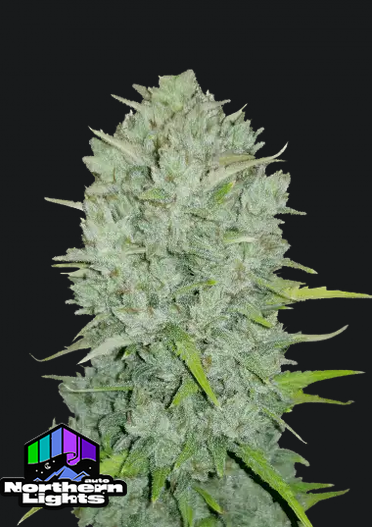 Northern Lights Auto.png